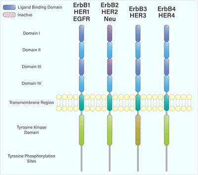 ErbB4 in the brain: Focus on high grade glioma